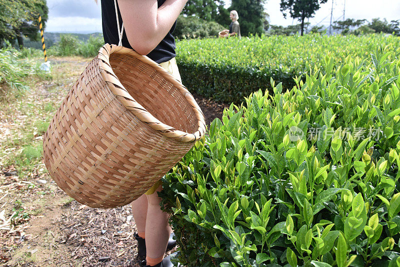 Japanese / english man picking tea leaves in Japan - stock image